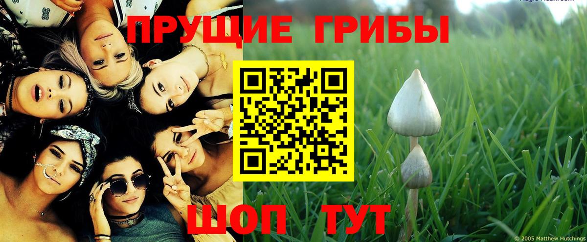Псилоцибиновые грибы Psilocybe  цена   Сорочинск  Вход с VPN 